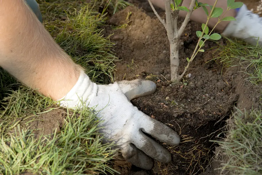 Choosing The Right Trees For Your Landscape And Climate Pine Hills, FL Choosing The Right Trees For Your Landscape And Climate Pine Hills, FL