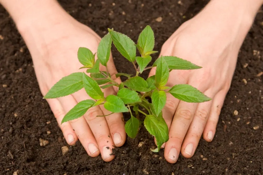 Choosing The Right Trees For Your Landscape And Climate in Pine Hills, FL Choosing The Right Trees For Your Landscape And Climate in Pine Hills, FL