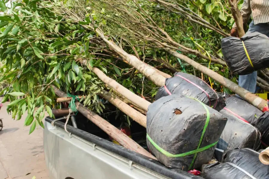 Excellent Tree Planting Pine Hills, FL Excellent Tree Planting Pine Hills, FL