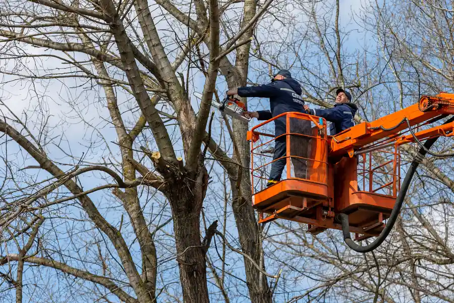 Experienced Tree Removal Pine Hills, FL Experienced Tree Removal Pine Hills, FL