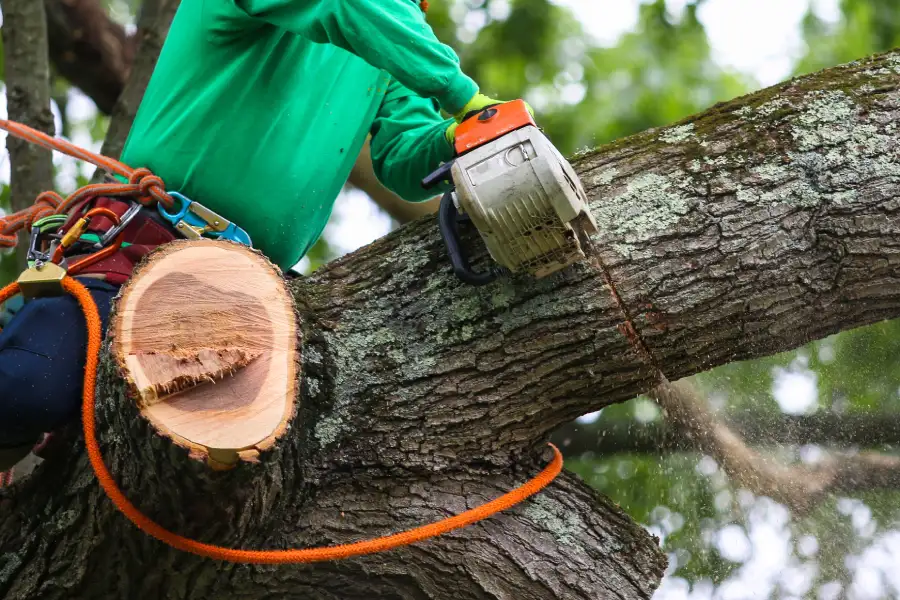 Local Tree Trimming Pine Hills, FL Local Tree Trimming Pine Hills, FL
