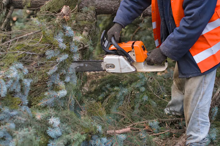 Premium Tree Removal Pine Hills, FL Premium Tree Removal Pine Hills, FL