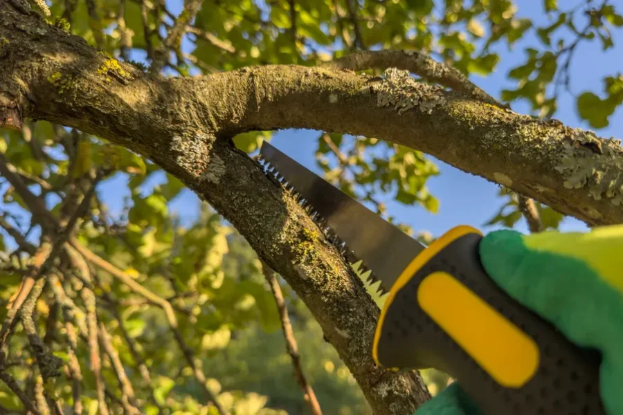 Professional Tree Trimming Pine Hills, FL Professional Tree Trimming Pine Hills, FL