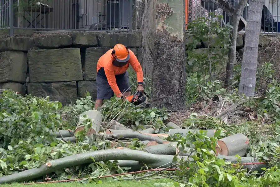 Quality Tree Removal Pine Hills, FL Quality Tree Removal Pine Hills, FL