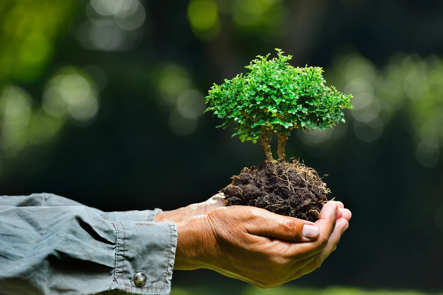 Reliable Tree Planting Pine Hills, FL Reliable Tree Planting Pine Hills, FL