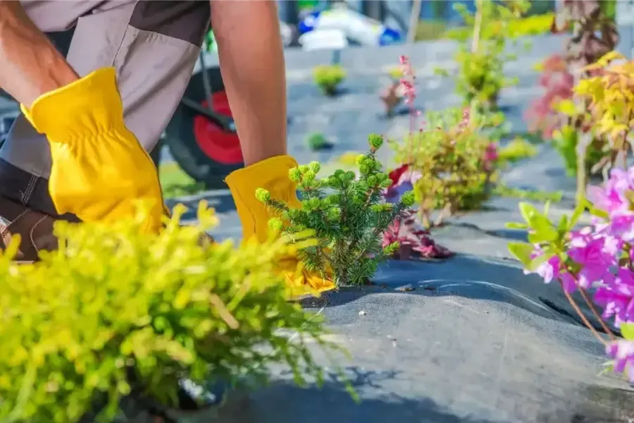 Superior Landscaping Services Pine Hills, FL Superior Landscaping Services Pine Hills, FL