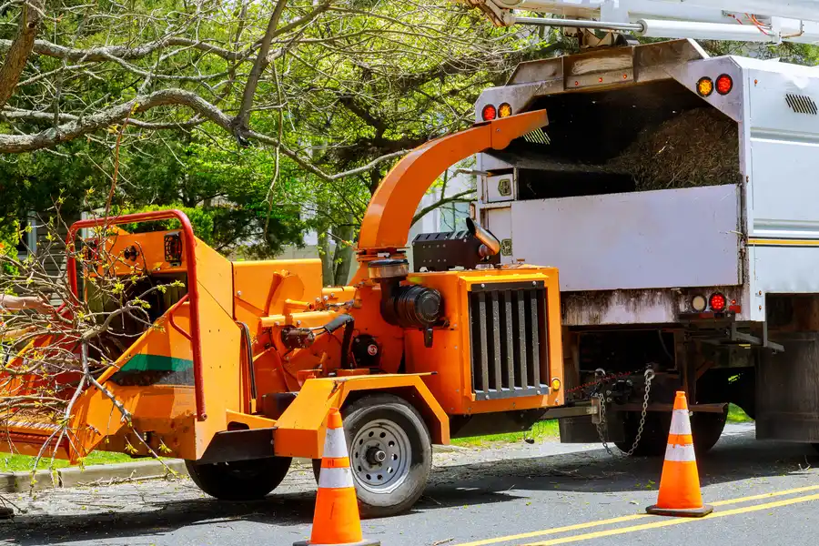 The Impact Of Tree Removal On Property Maintenance Pine Hills, FL The Impact Of Tree Removal On Property Maintenance Pine Hills, FL