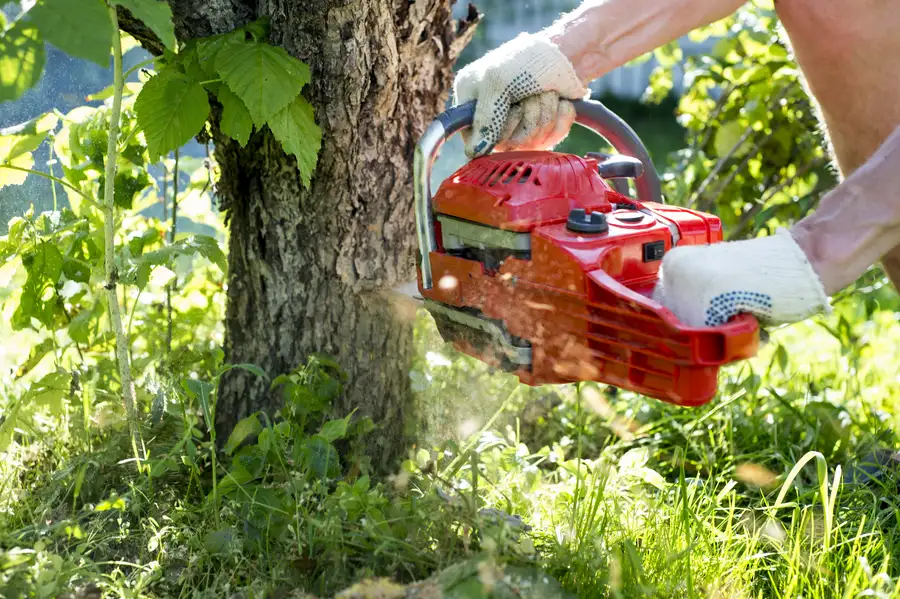 The Impact Of Tree Removal On Property Maintenance in Pine Hills, FL The Impact Of Tree Removal On Property Maintenance in Pine Hills, FL