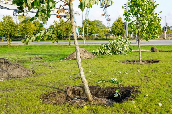 Tree Planting