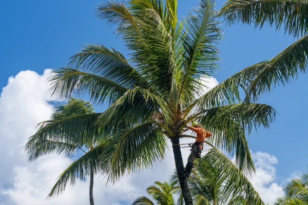 Tree Service by Estuardo's other services