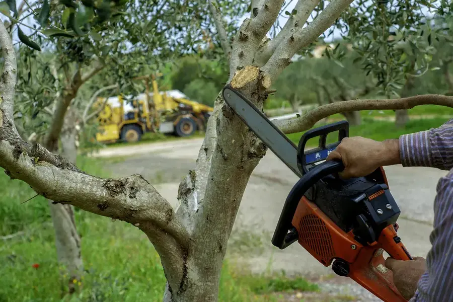 Tree Trimming Practices For Residential Properties Pine Hills, FL Tree Trimming Practices For Residential Properties Pine Hills, FL