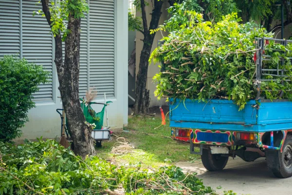 Tree Trimming