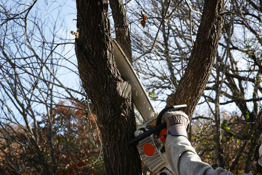 Why Tree Removal Is Essential For Diseased Or Dying Trees Pine Hills, FL Why Tree Removal Is Essential For Diseased Or Dying Trees Pine Hills, FL