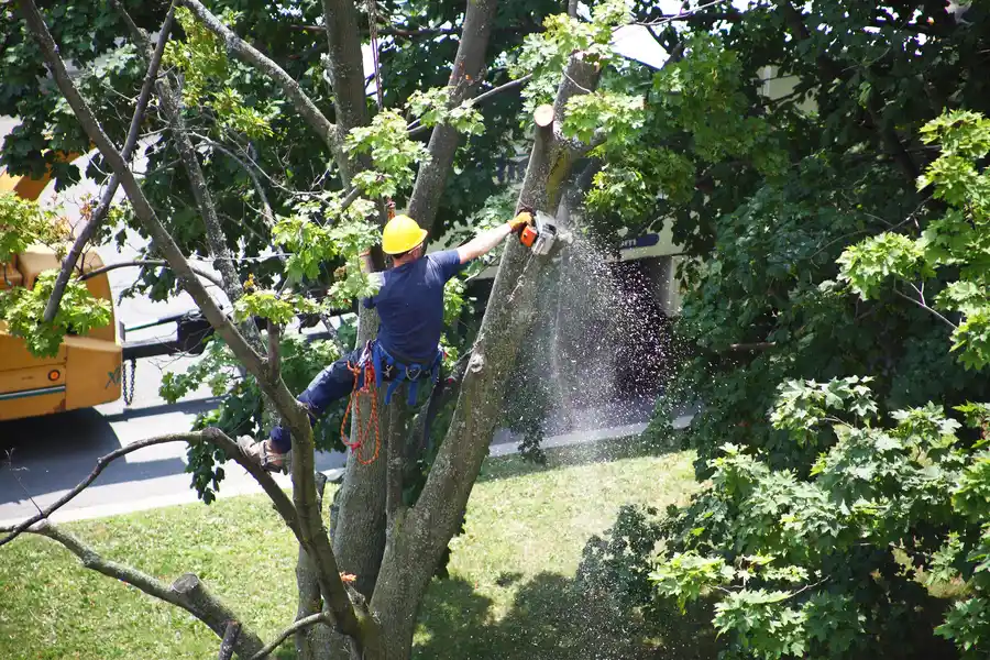 Why Tree Removal Is Essential For Diseased Or Dying Trees in Pine Hills, FL Why Tree Removal Is Essential For Diseased Or Dying Trees in Pine Hills, FL